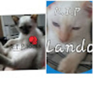 Meet your Posher, Logan